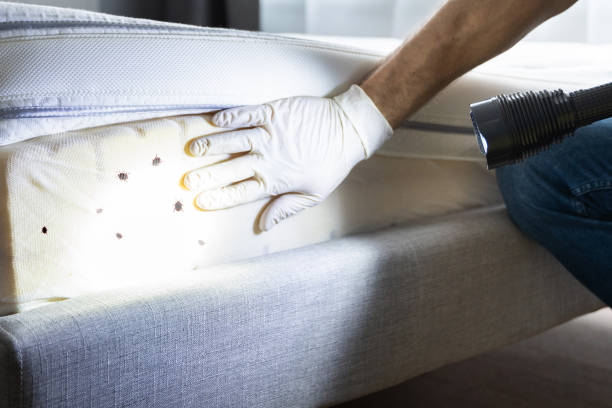 Best Pest Prevention Services  in Parkston, SD